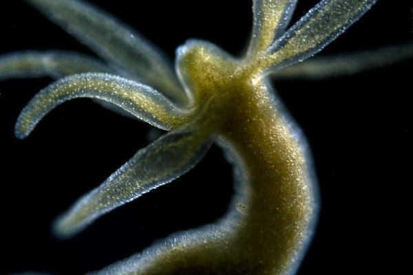 Kraken зеркало стор
