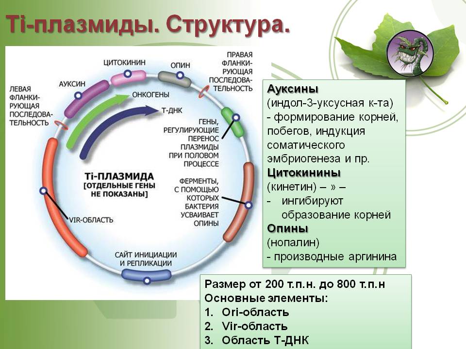 Кракен мага
