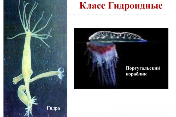 Kra46.cc
