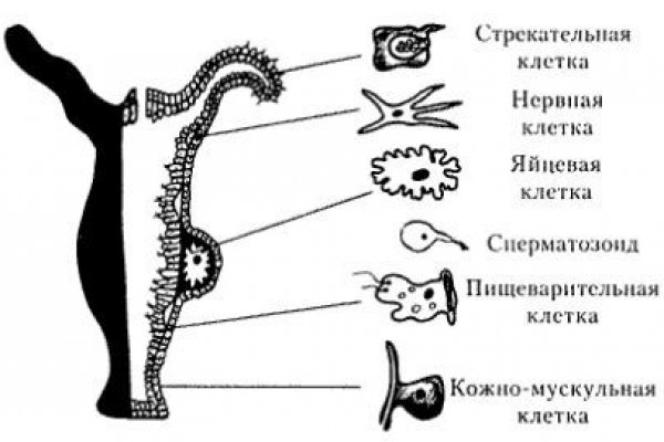 Сайт кракен тор браузера