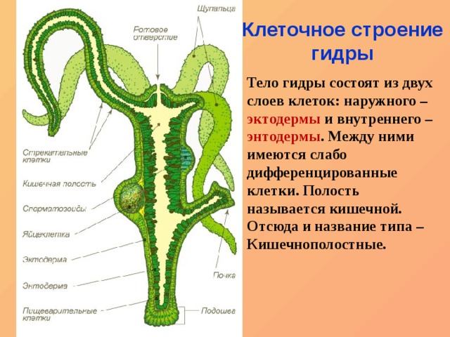 Kraken krn