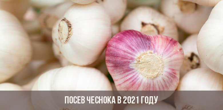 Кракен ссылка прокатис